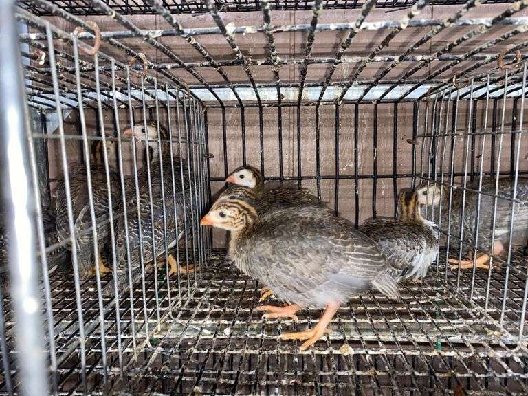 4 Guinea Keets - French Pearl & Pied