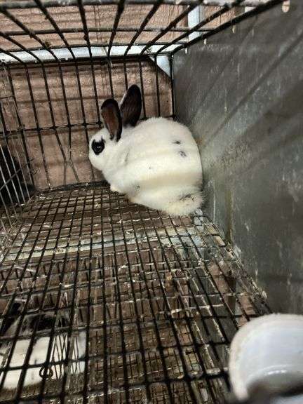 White & Black Bunny