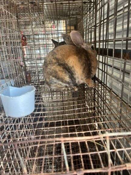 Mini Rex Doe