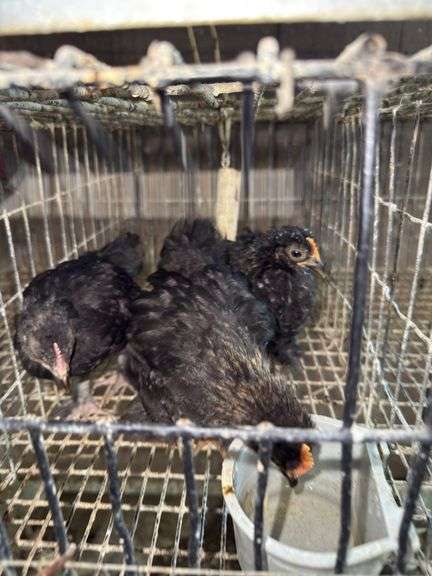 3 Banty Cockerels - 8 Wks Old