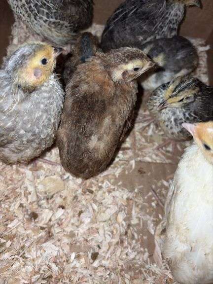 8 Celadon Mix Coturnix Quail - 2.5 Wks Old