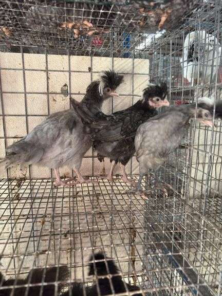 3 Polish Pullets - 5 Wks Old