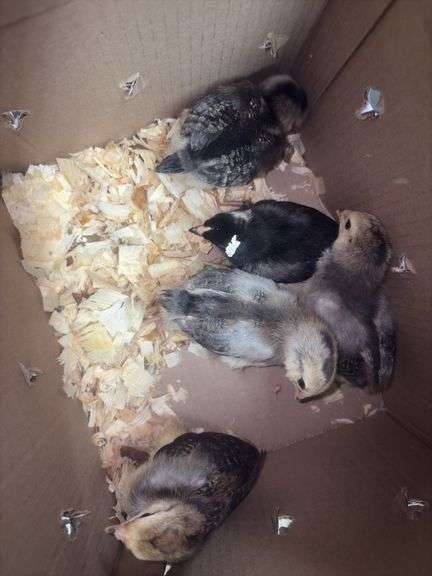 6 White True Blue Chicks