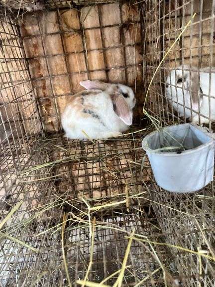Holland Lop Bunny