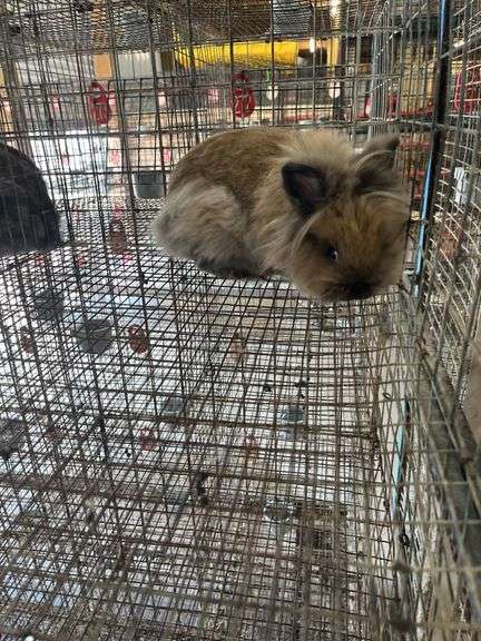 Lionhead Doe