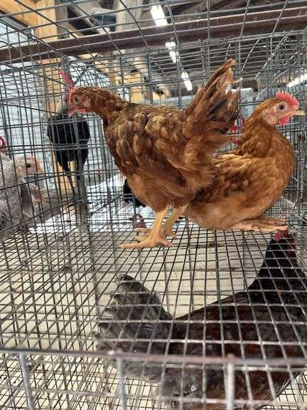 2 Rhode Island Red Roosters