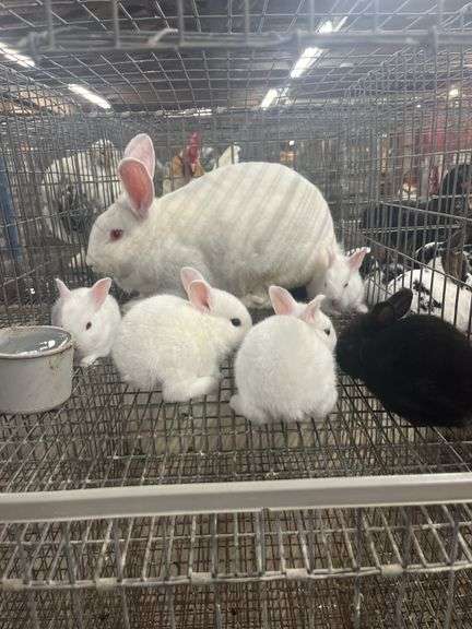 New Zealand Doe w/ 6 Bunnies - Selling As A Family