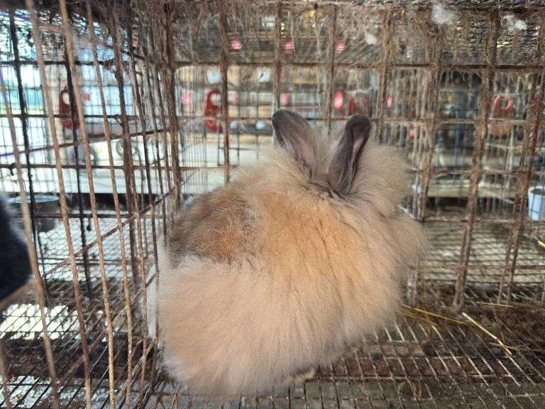 Brown Grey Lionhead Doe