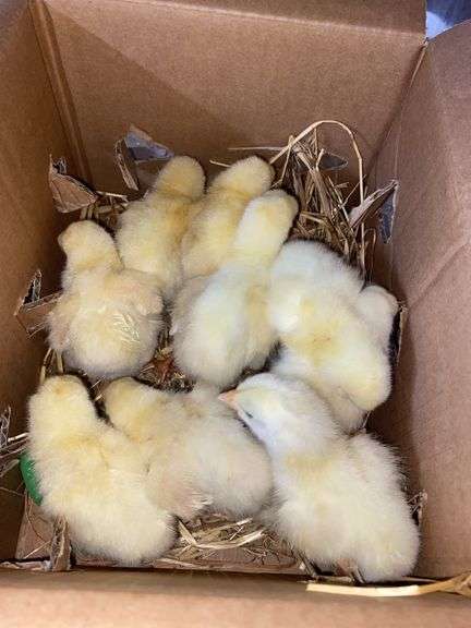 10 Cornish Cross Chicks