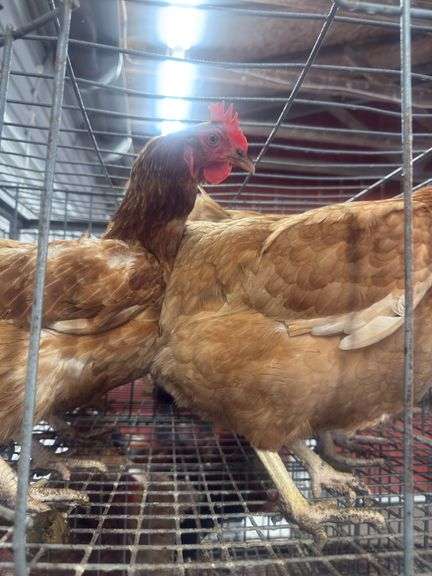 4 ISA Brown Spring Layer Hens