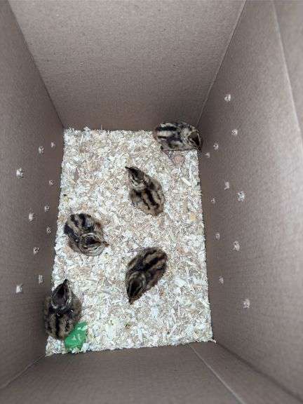 5 Lady Amhearst Pheasant Chicks