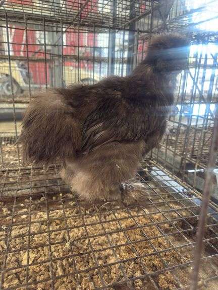 Chocolate Silkie Rooster