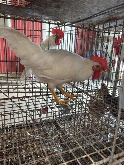 1 White Leghorn Mix Rooster - 3 Months Old