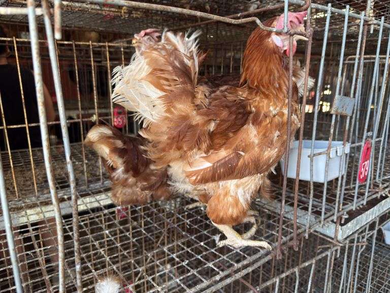 3 Rhode Island Red Hens