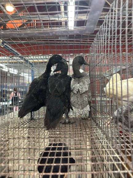 3 Call Ducks - Just Feathered Out