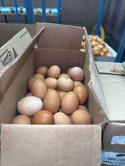 7 Doz Xlarge Brown Eating Eggs