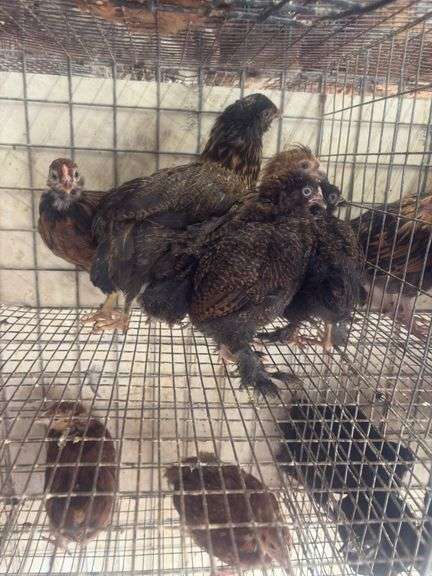 5 Ameraucana Pullet Chicks - 3 Months Old