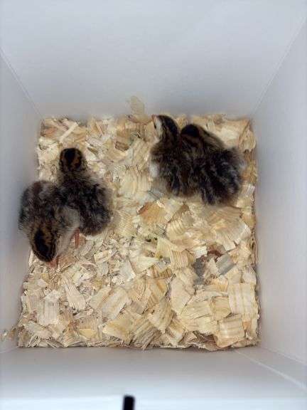 4 French Pearl & Pied Guinea Keets