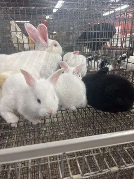 New Zealand Doe w/ 6 Bunnies - Selling As A Family