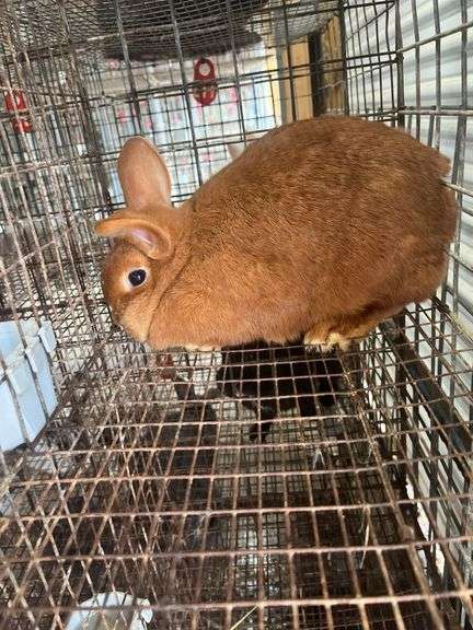Proven Thriantra Doe w/ Pedigree