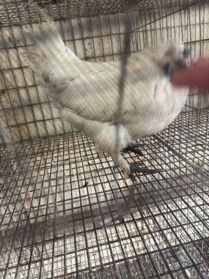 Silkie x Polish Hen - 1 Yr Old