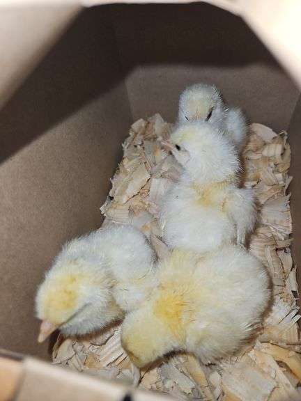 4 American Breese Chicks