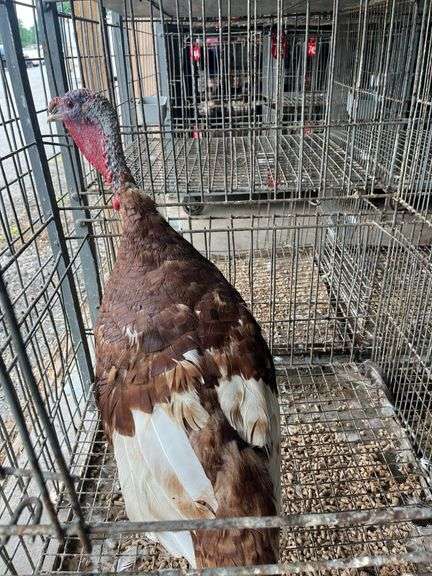 Heritage Bourbon Red Tom Turkey - 1 Yr Old