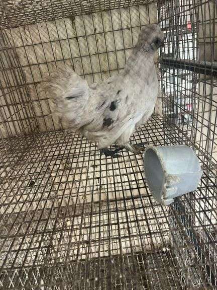 Painted Satin Silkie Pullet