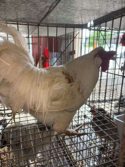 1 Rooster - 10 Months Old