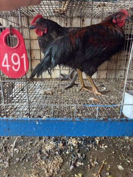 2 Barnyard Mix Cockerels