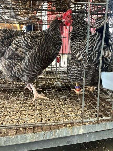 2 Barred Rock Hens