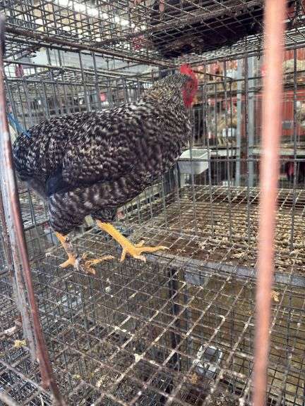 Barred Rock Rooster - 4 Months Old