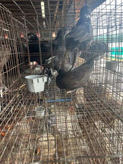 2 Melanistic Ringneck Pheasants w/ Permit