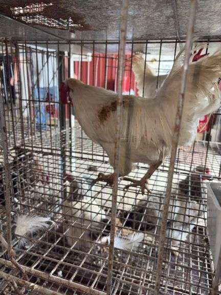 1 Rooster - 10 Months Old
