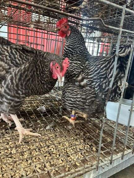 2 Barred Rock Hens