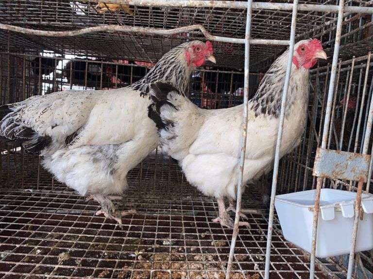 2 Light Brahma Laying Hens - 1 Yr Old