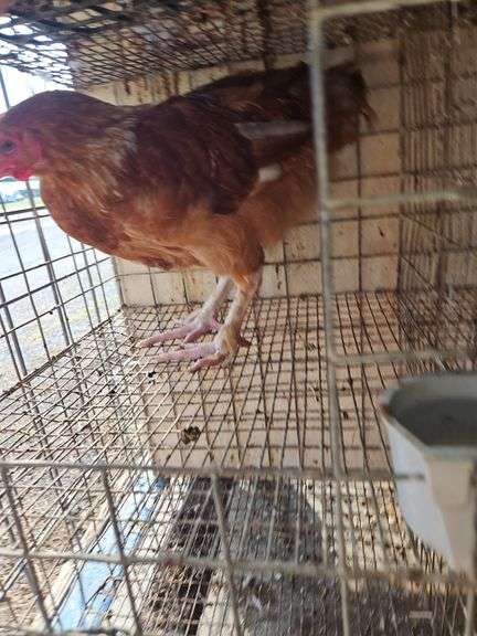 Maran Rooster