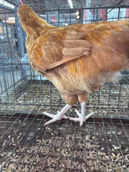 Buff Orpington Chicken