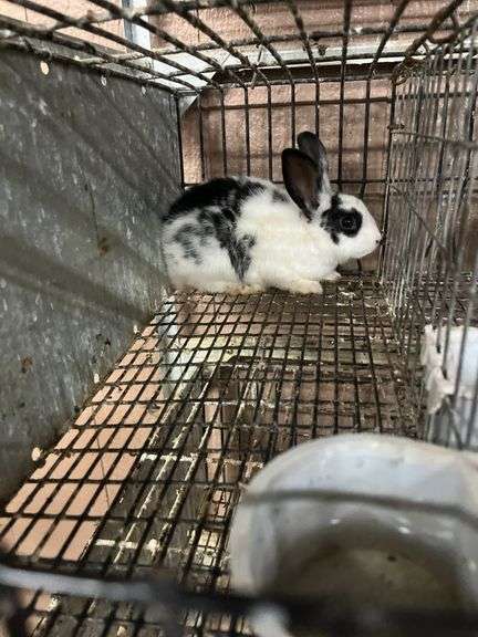 White & Black Bunny