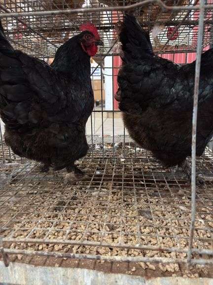 2 Black Australorp Hens