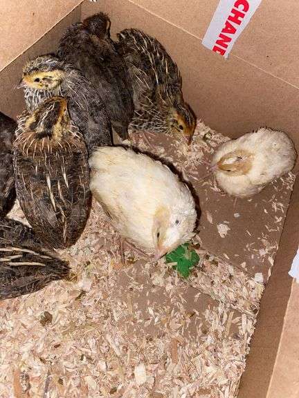 8 Celadon Mix Coturnix Quail - 2.5 Wks Old