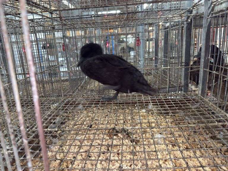 Cayuga Hen Duck