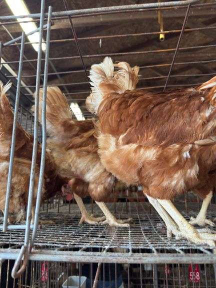 4 Rhode Island Red Hens
