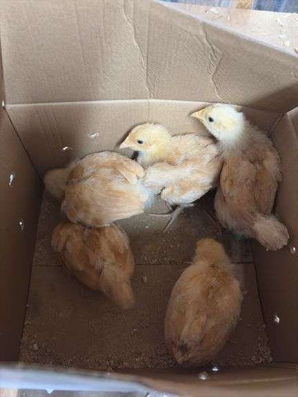 5 Buff Orpington Chick Pullets