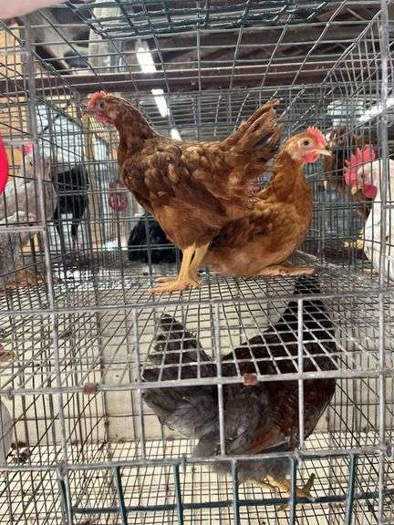 2 Rhode Island Red Roosters