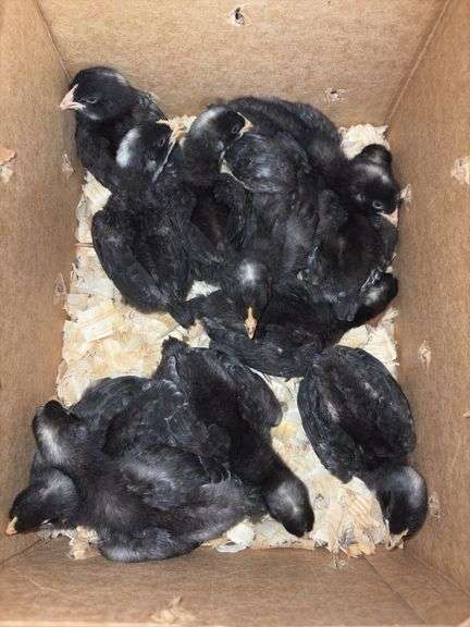 11 Diamond Dutchess Pullets