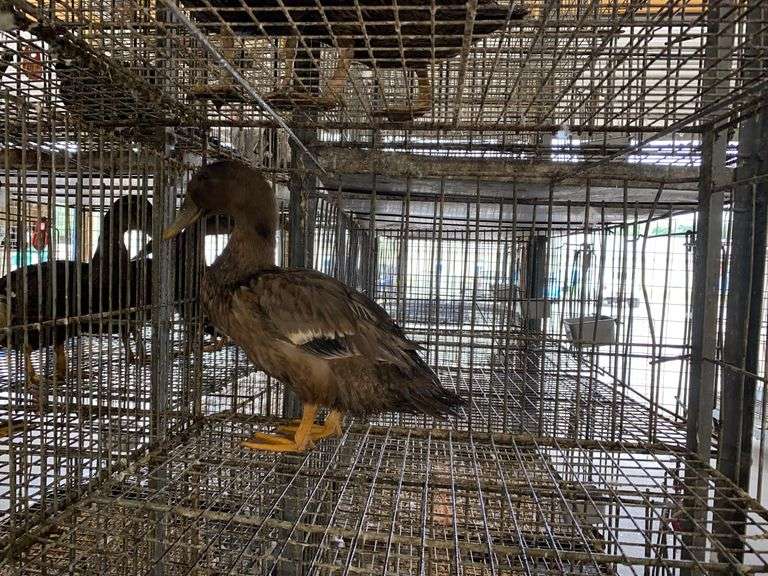 Welsh Harlequin Hen Duck