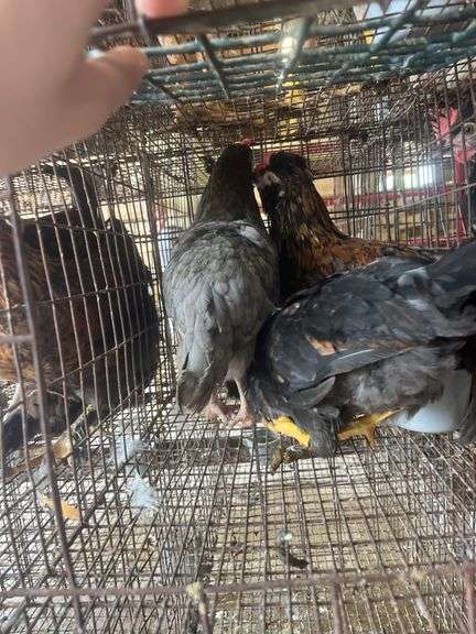 2 Young Barnyard Mix Chickens