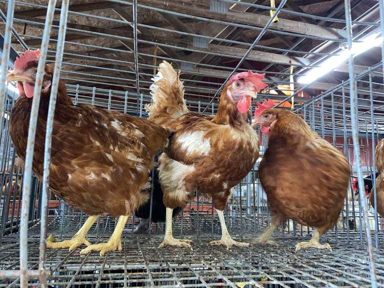 3 Rhode Island Red Hens
