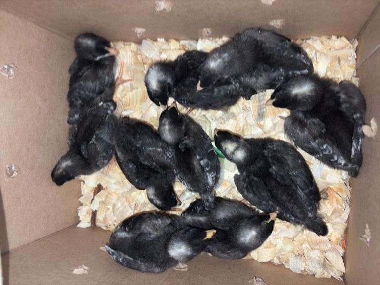 10 Diamond Dutchess Pullets